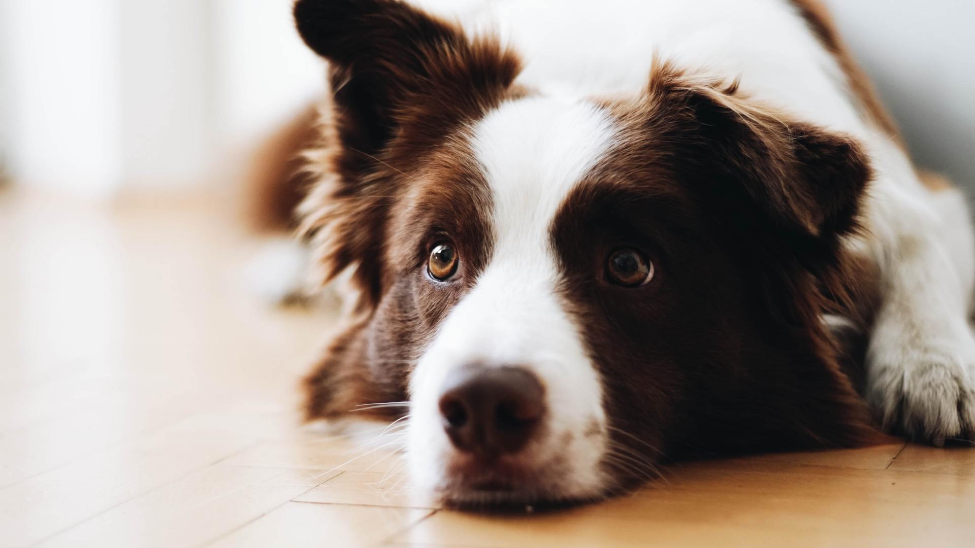 can deaf dogs hear dog whistles