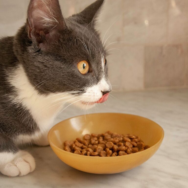 Unusual Cat Eating Habits