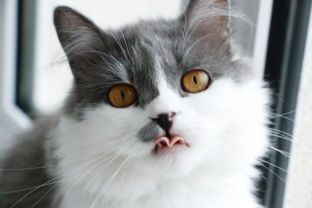 Blepping In Cats