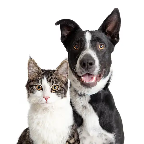 Dog and cat posing together on a white background