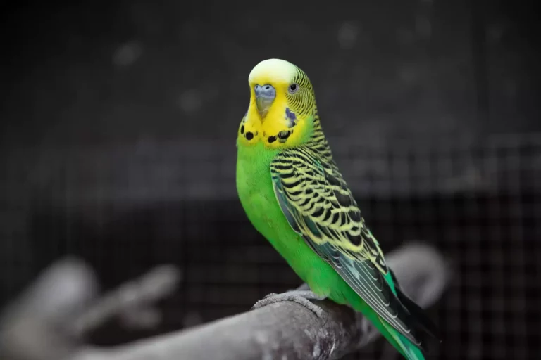 Do Budgies Need a Buddy? The Truth About Social Birds
