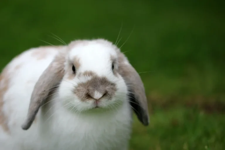Frequently Asked Questions About Adopting A Rescued Rabbit