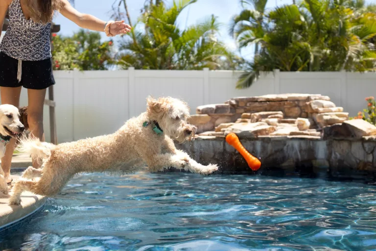 Tips For Teaching Your Dog to Swim