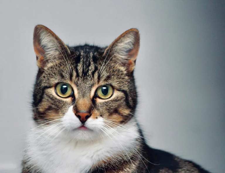 tabby cat looking a bit confused