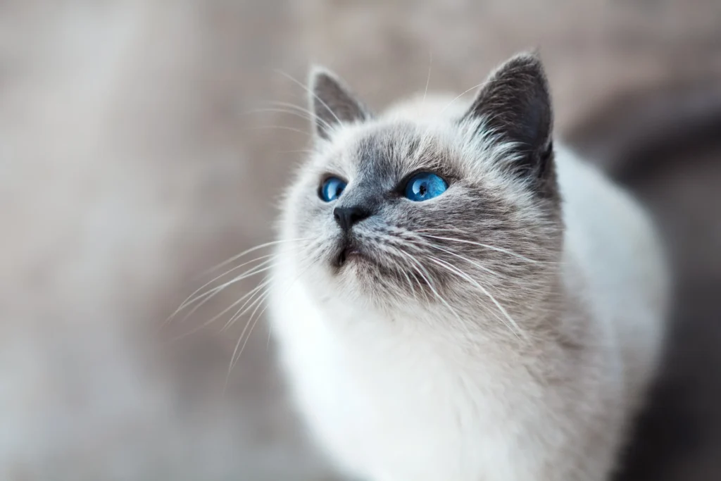 chubby Siamese cat